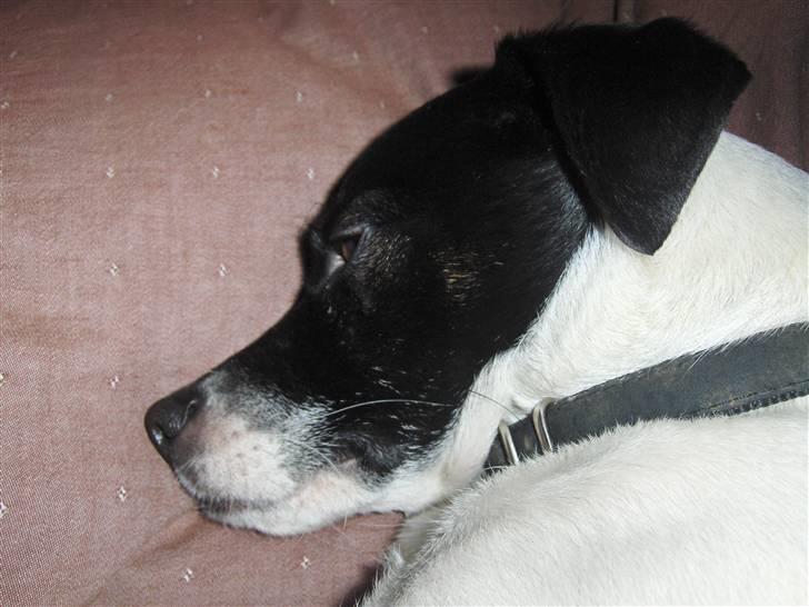 Dansk svensk gaardhund Lucky  - 3. billede 3