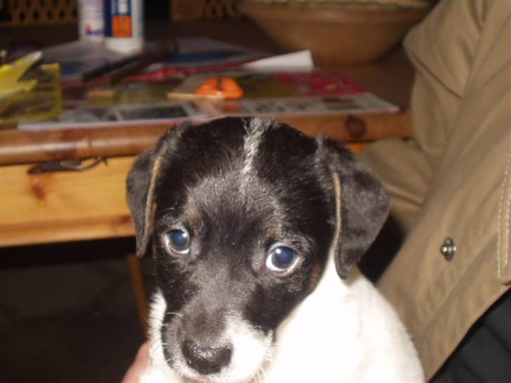 Dansk svensk gaardhund Lucky  - 4. Hvalp billede 4