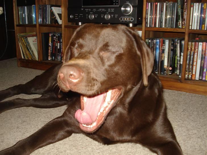 Labrador retriever Boxi - GAAB  billede 4