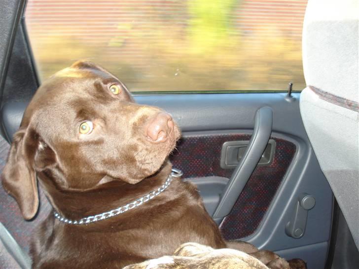 Labrador retriever Boxi - Wrroom wrroom, voldsom VOLVO billede 5