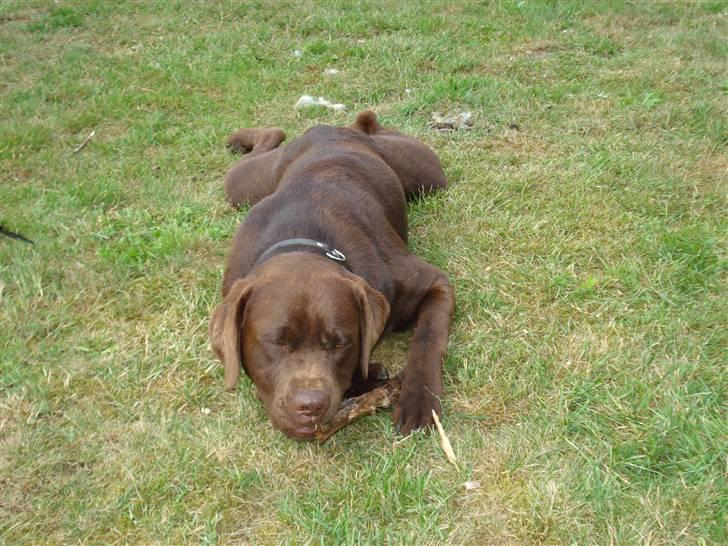 Labrador retriever Boxi - Mums den pind smager dejligt. billede 6