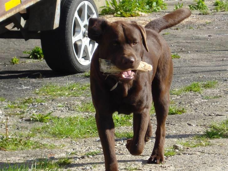 Labrador retriever Boxi - Jaja kommer nu billede 7