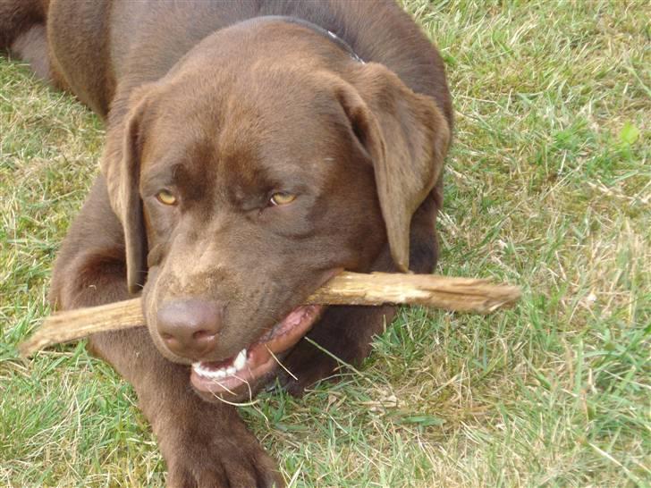 Labrador retriever Boxi - Jeg slipper den altså ikke, det er min pind. billede 8
