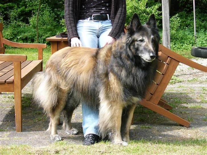 Tervueren Benji, kaldet Futte billede 3