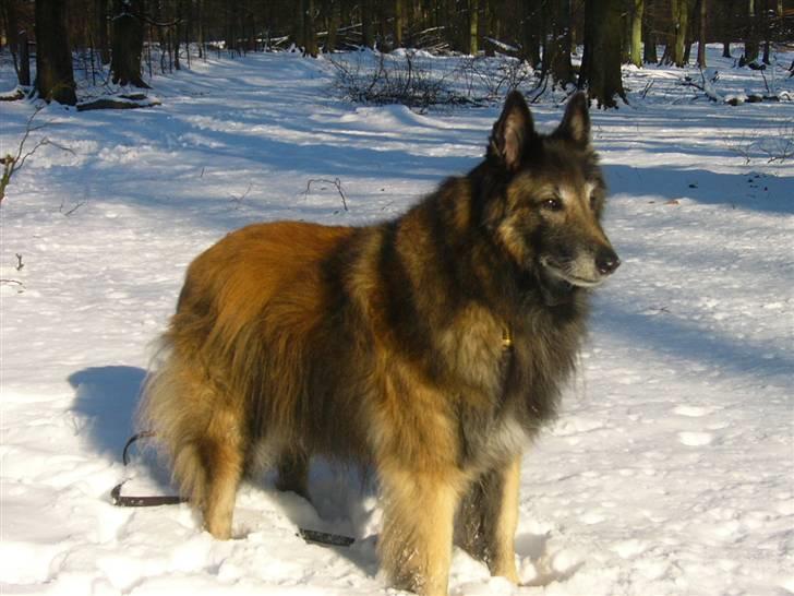Tervueren Benji, kaldet Futte billede 5