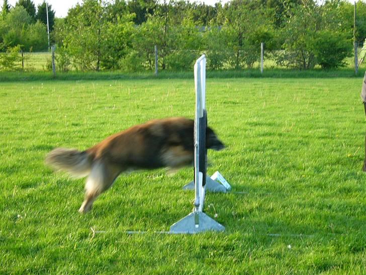 Tervueren Benji, kaldet Futte billede 7