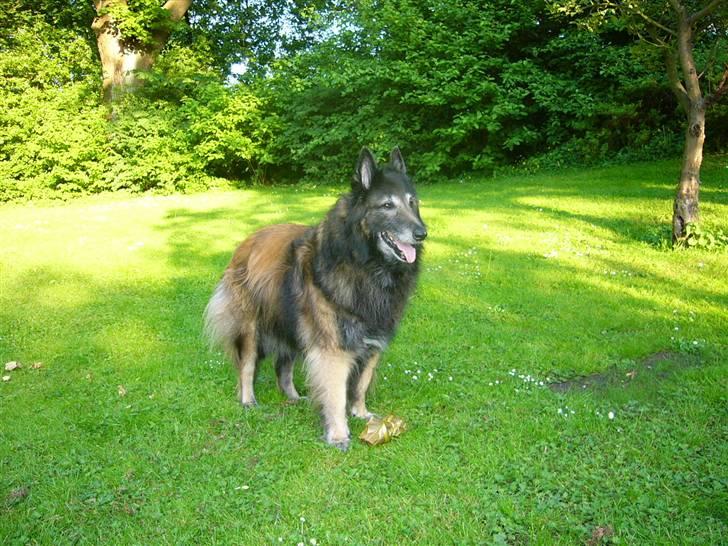 Tervueren Benji, kaldet Futte billede 8