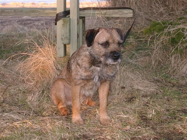 Border terrier Lutra's Dream Skipper - Skip billede 17