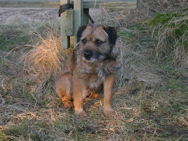 Border terrier Lutra's Dream Skipper - Skip<3<3 billede 18