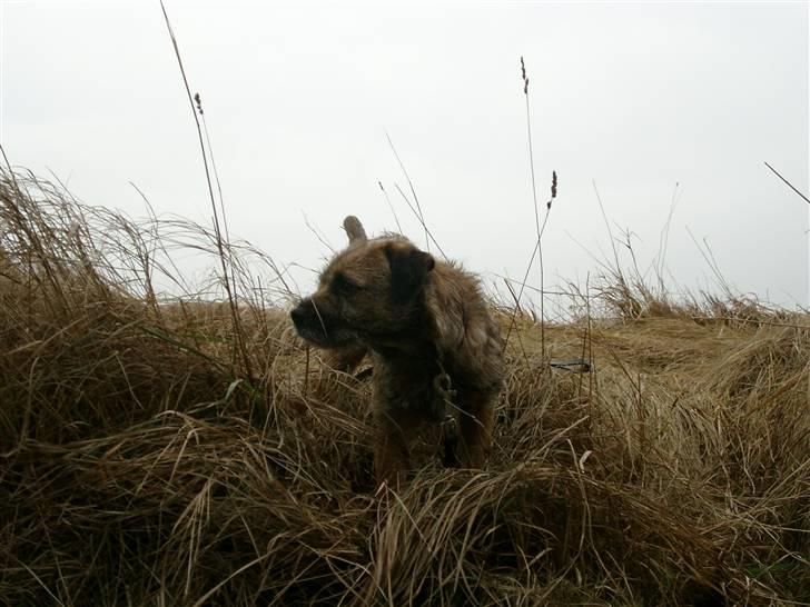 Border terrier Lutra's Dream Skipper - Det er så ham igen billede 19