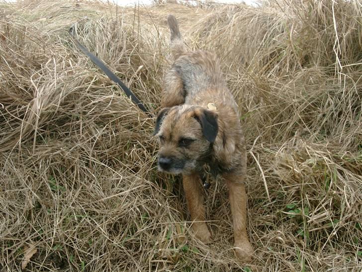 Border terrier Lutra's Dream Skipper - øhh Skip billede 20