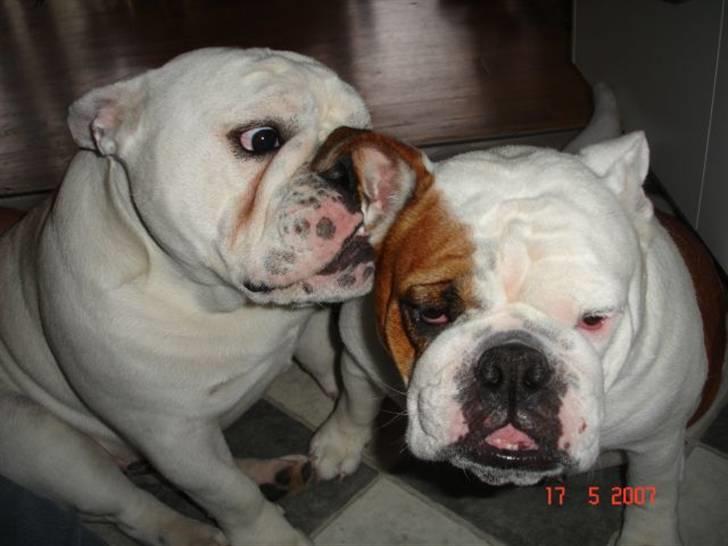 Engelsk bulldog Bacon - Møøz til moar... billede 9