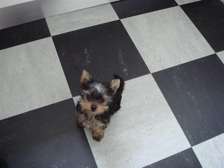 Yorkshire terrier <3 Ella <3 - Ella 12 uger billede 1