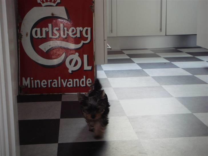 Yorkshire terrier <3 Ella <3 - Ella 12 uger billede 2