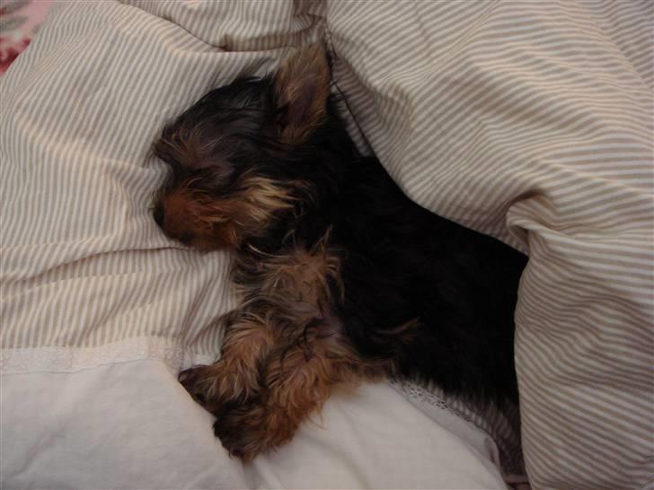 Yorkshire terrier <3 Ella <3 - Ella 14 uger billede 3