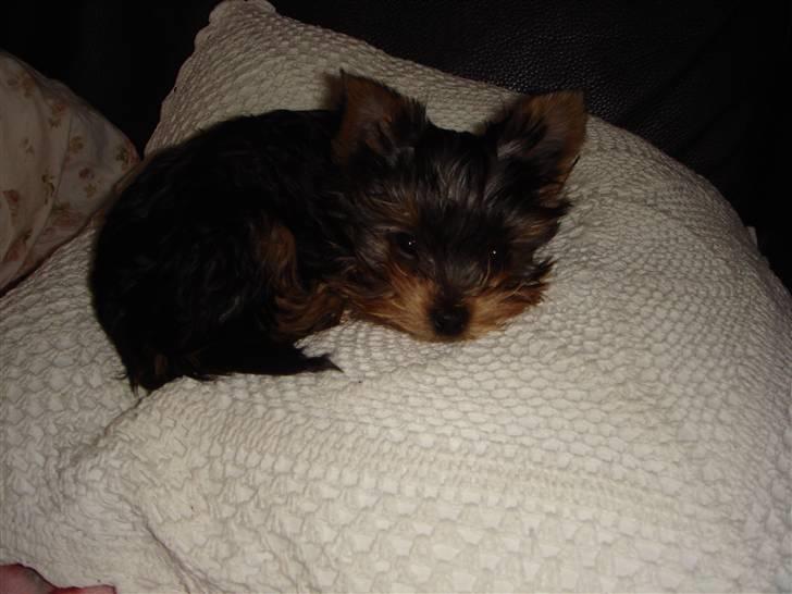 Yorkshire terrier <3 Ella <3 - Ella 14 uger billede 4