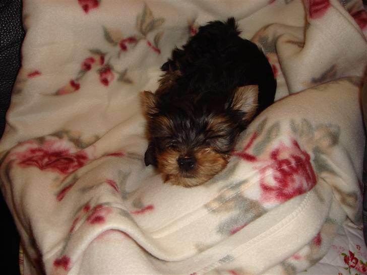 Yorkshire terrier <3 Ella <3 - Ella 9 uger billede 5