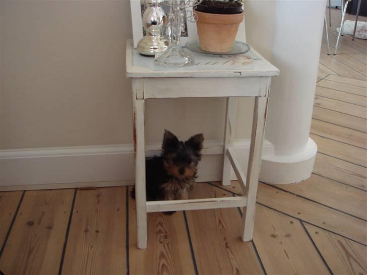 Yorkshire terrier <3 Ella <3 - Ella 12 uger billede 6