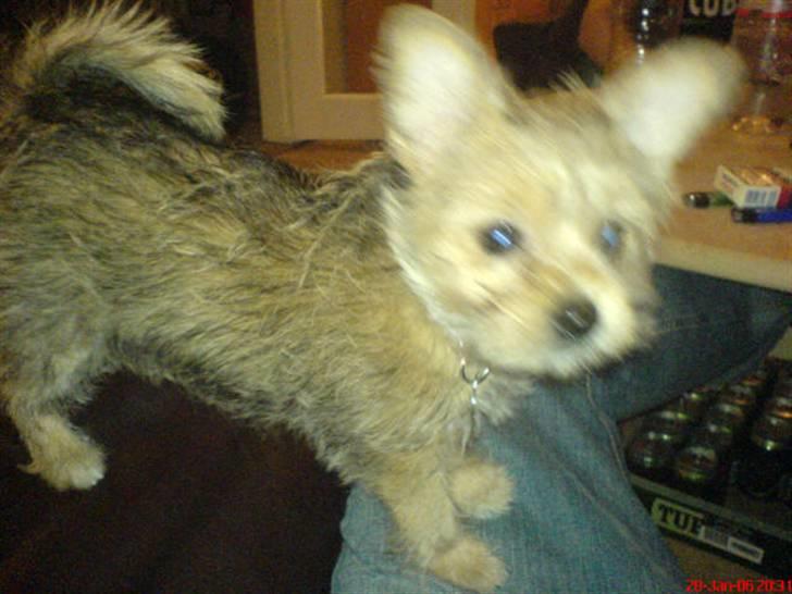 Blanding af racer Tulle - så lille var jeg da jeg var 9 måneder hi hi var jeg ikke sød?? billede 9