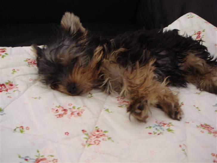 Yorkshire terrier <3 Ella <3 - Ella 14 uger billede 7