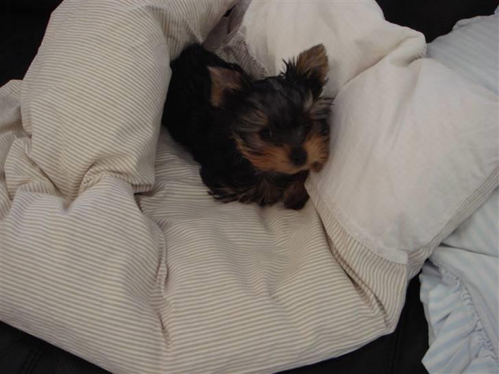 Yorkshire terrier <3 Ella <3 - Ella 14 uger billede 8
