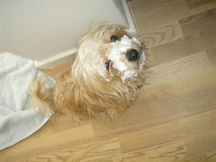 Blanding af racer Tulle - uh uh uh hvor jeg fryser... billede 12