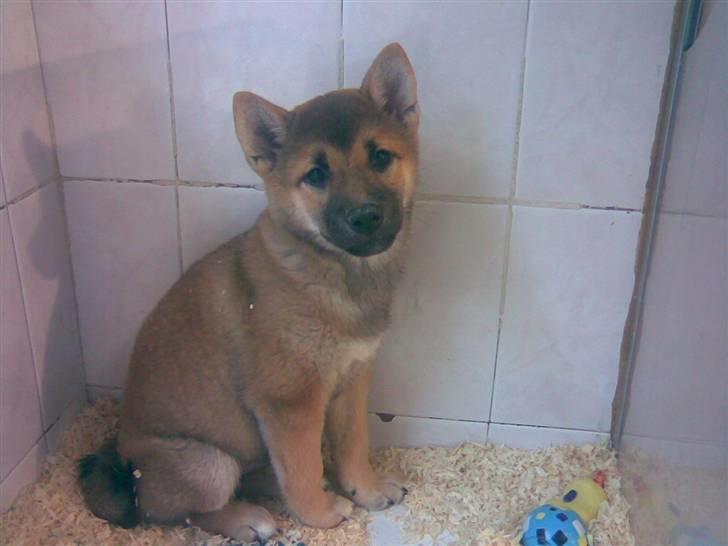 Shiba Bella - Lidt bange for livet... 14 uger gammel da vi forelskede os i hende i en dyrehandel i Paris billede 1