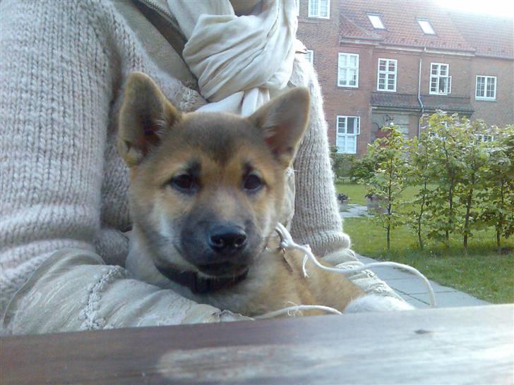 Shiba Bella - Godt mor passer på mig billede 2