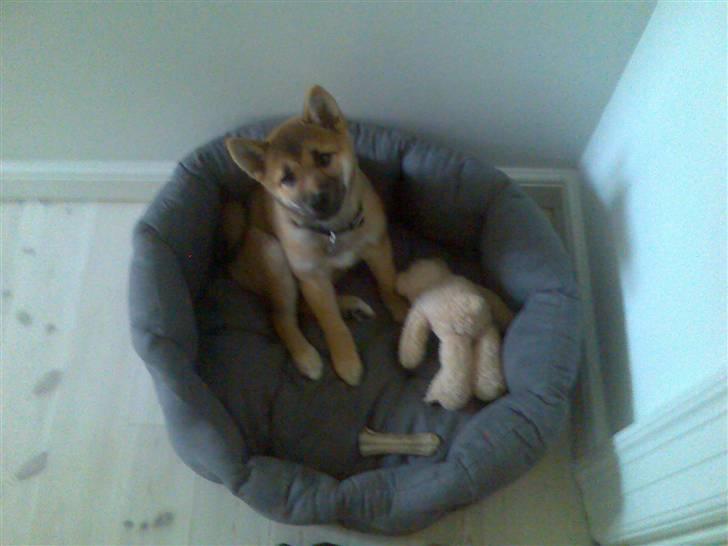 Shiba Bella - Min nye hundekurv, kan "næsten" fylde den ud :-) billede 3