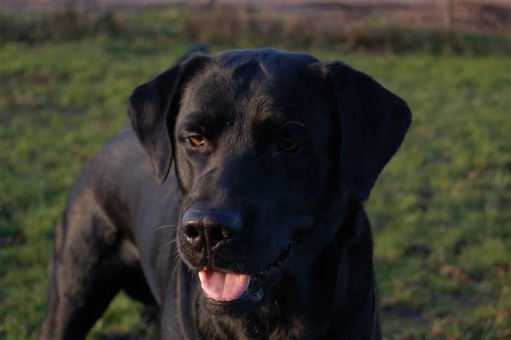Labrador retriever Cato billede 1