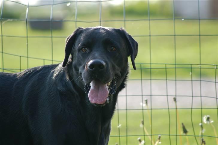 Labrador retriever Cato billede 2