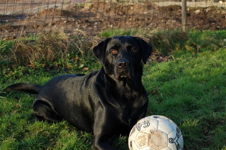 Labrador retriever Cato billede 3