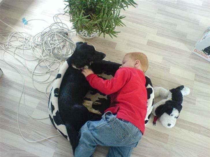 Blanding af racer Daisy - Janick og jeg hygger billede 6