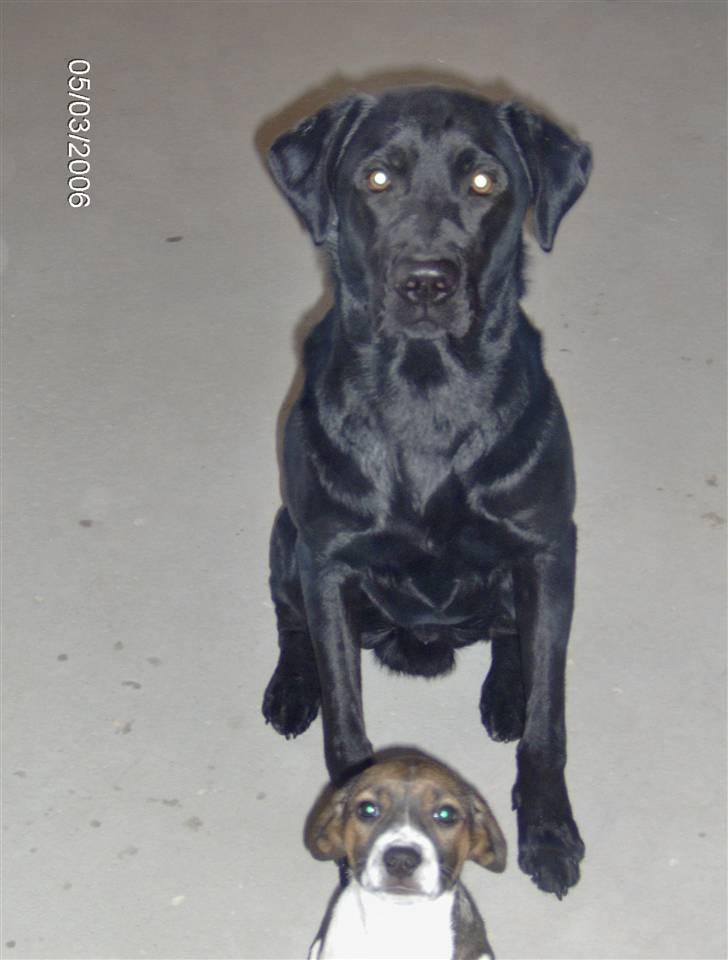 Labrador retriever Cato billede 4