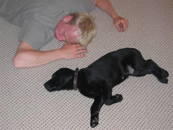Labrador retriever Cato billede 5