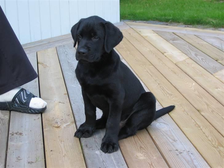 Labrador retriever Cato billede 6