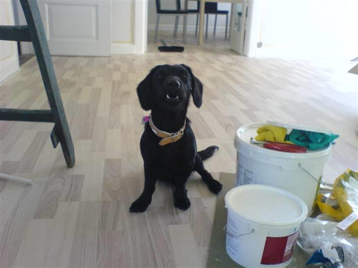 Blanding af racer Daisy - se et underligt ansigt jeg kan lave!!!!! billede 7