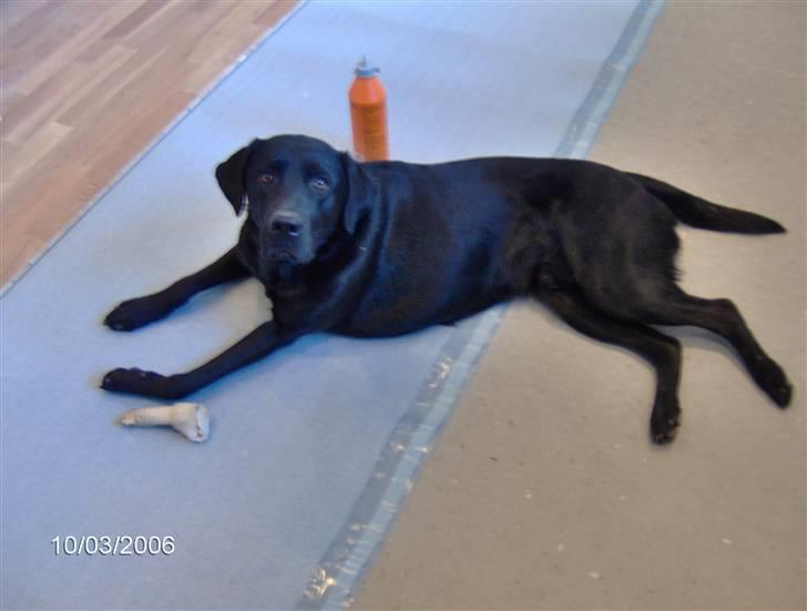 Labrador retriever Cato billede 7