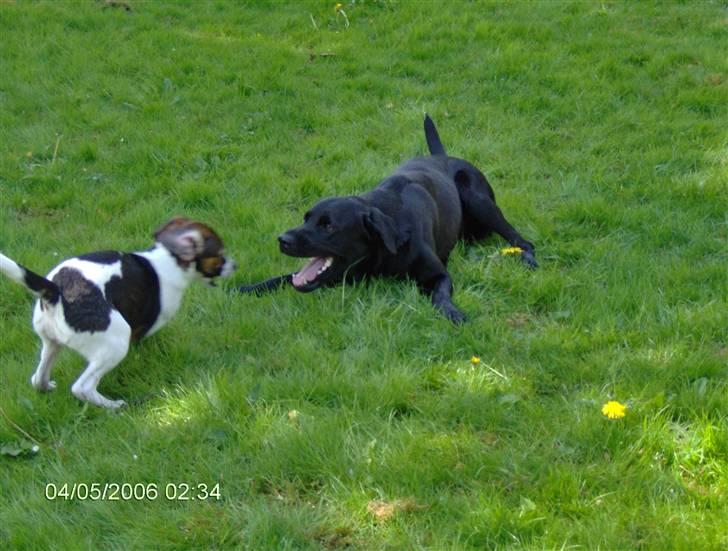 Labrador retriever Cato billede 8