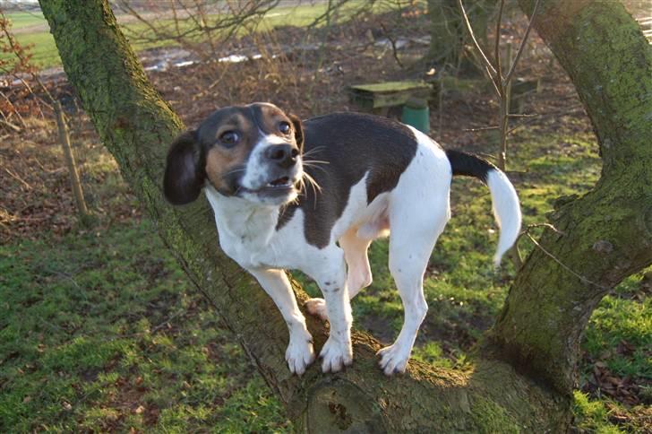 Blanding af racer Milo billede 1