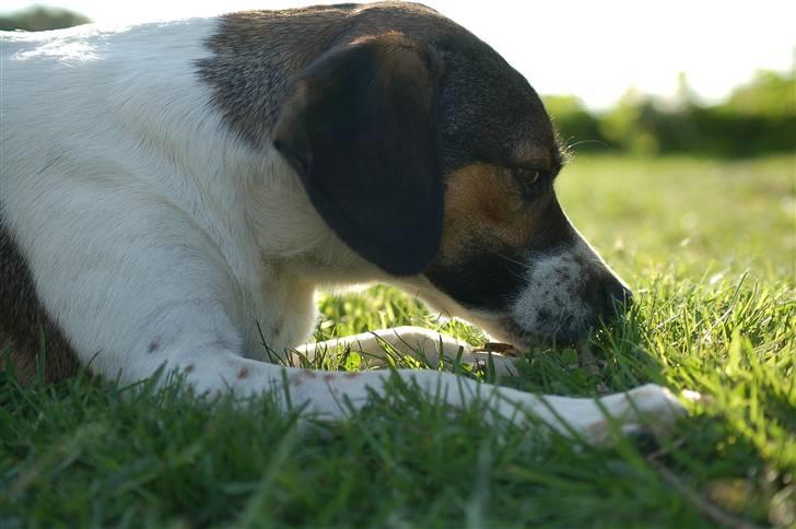 Blanding af racer Milo billede 2