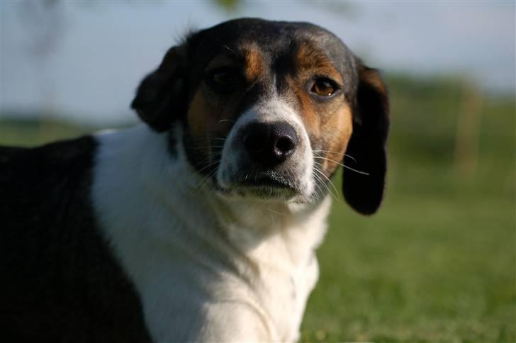 Blanding af racer Milo billede 3