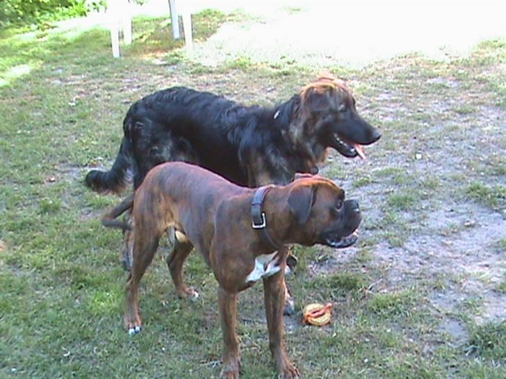 Blanding af racer Bailey billede 8