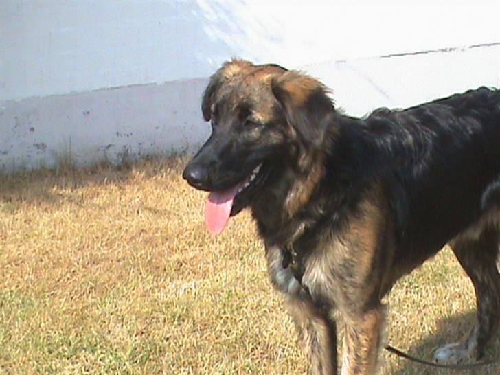 Blanding af racer Bailey billede 9