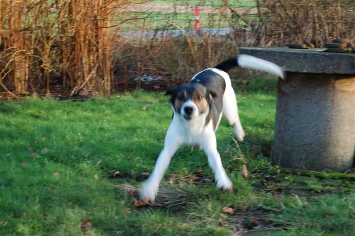 Blanding af racer Milo billede 4