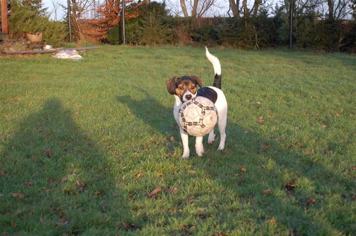 Blanding af racer Milo billede 5