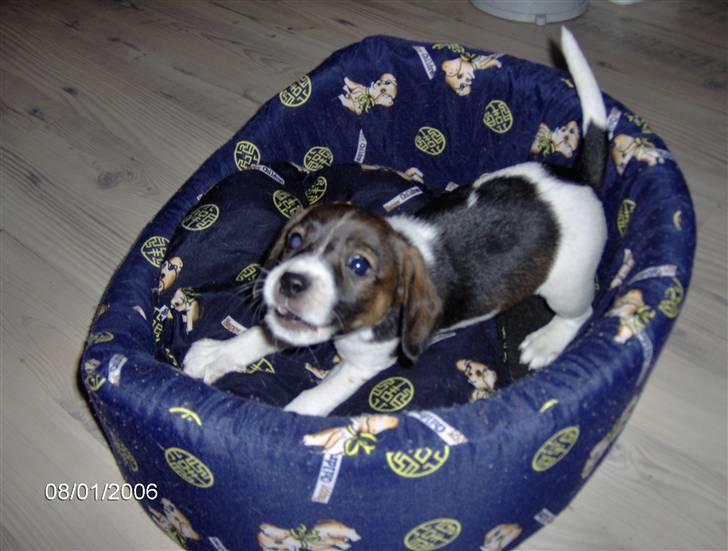 Blanding af racer Milo billede 6