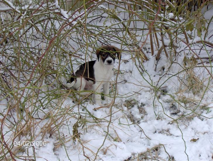 Blanding af racer Milo billede 7