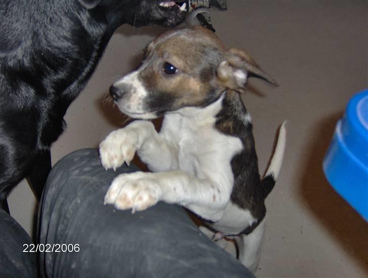 Blanding af racer Milo billede 8