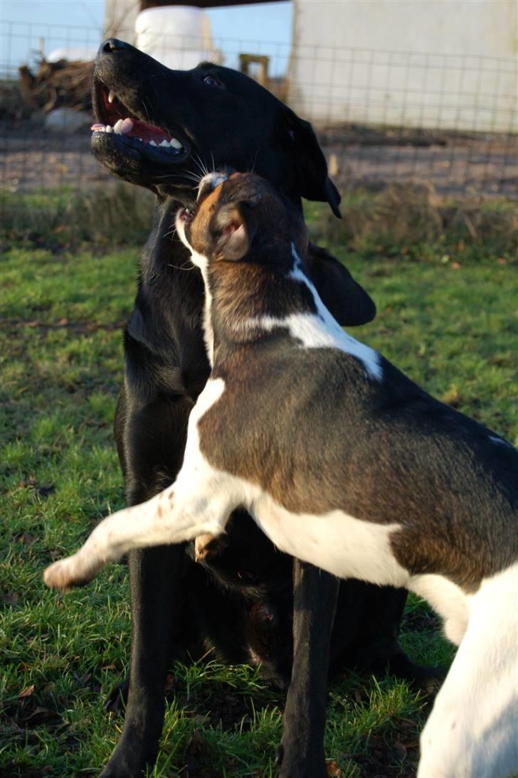 Blanding af racer Milo billede 9